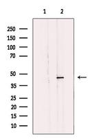 MLNR Polyclonal Antibody
