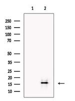IL-17A Antibody in Western Blot (WB)