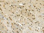 ARNT Antibody in Immunohistochemistry (Paraffin) (IHC (P))