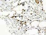 MTAP Antibody in Immunohistochemistry (Paraffin) (IHC (P))