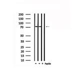 RALBP1 Antibody in Western Blot (WB)