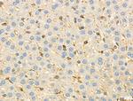 KCNE1 Antibody in Immunohistochemistry (Paraffin) (IHC (P))