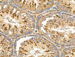 KCNE1 Antibody in Immunohistochemistry (Paraffin) (IHC (P))