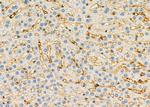 CGA Antibody in Immunohistochemistry (Paraffin) (IHC (P))