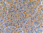 Trypsin Antibody in Immunohistochemistry (Paraffin) (IHC (P))