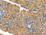 Trypsin Antibody in Immunohistochemistry (Paraffin) (IHC (P))