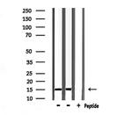 Substance P Polyclonal Antibody