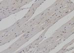 PTBP1 Antibody in Immunohistochemistry (Paraffin) (IHC (P))