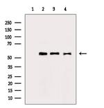 PTBP1 Antibody in Western Blot (WB)