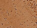 TRIM21 Antibody in Immunohistochemistry (Paraffin) (IHC (P))