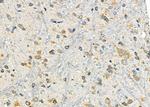 P2Y6 Antibody in Immunohistochemistry (Paraffin) (IHC (P))