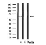 ATL1 Polyclonal Antibody