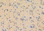 GARS Antibody in Immunohistochemistry (Paraffin) (IHC (P))
