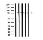 GARS Antibody in Western Blot (WB)