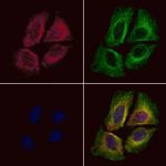 PLAT Antibody in Immunocytochemistry (ICC/IF)