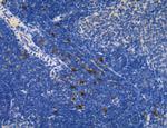 Ephrin B2 Antibody in Immunohistochemistry (Paraffin) (IHC (P))