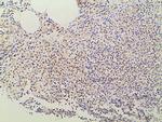 Ephrin B2 Antibody in Immunohistochemistry (Paraffin) (IHC (P))