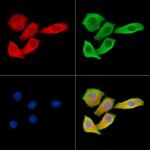 MAP1A Antibody in Immunocytochemistry (ICC/IF)