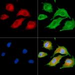 MAP1A Polyclonal Antibody