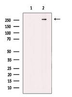 MAP1A Antibody in Western Blot (WB)