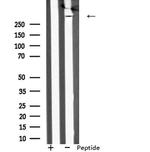 MAP1A Antibody in Western Blot (WB)