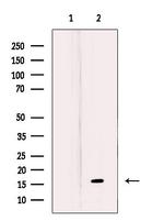 MRPL27 Polyclonal Antibody