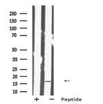 IMMP1L Antibody in Western Blot (WB)