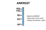ANKRD27 Polyclonal Antibody