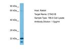 CTAG1B Antibody in Western Blot (WB)