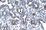 FOXA3 Polyclonal Antibody