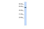 LINGO4 Polyclonal Antibody