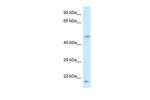 LOC100360413 Polyclonal Antibody