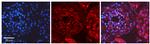 Myosin Skeletal Muscle Polyclonal Antibody
