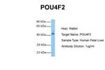 POU4F2 Antibody in Western Blot (WB)