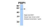 PSIP1 Polyclonal Antibody