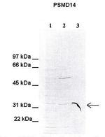 PSMD14 Polyclonal Antibody