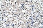 RTN2 Polyclonal Antibody