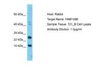 FAM159B Antibody in Western Blot (WB)