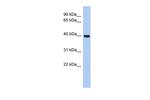 STOML3 Polyclonal Antibody