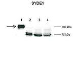 SYDE1 Polyclonal Antibody