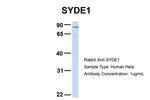 SYDE1 Antibody in Western Blot (WB)