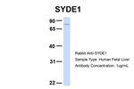 SYDE1 Antibody in Western Blot (WB)