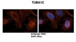 TUBA1C Polyclonal Antibody