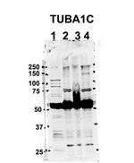TUBA1C Antibody in Western Blot (WB)