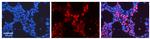 TUBB2A Polyclonal Antibody