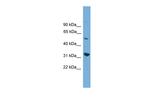 YIPF2 Polyclonal Antibody