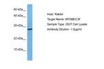 APOBEC3F Antibody in Western Blot (WB)