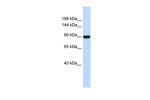 AVIL Polyclonal Antibody