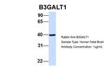 B3GALT1 Polyclonal Antibody