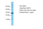BATF3 Antibody in Western Blot (WB)